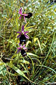 Nelle terre di Matilde - Sentiero da Valestra a Carpineti: Orchidea del genere Ophrys, L'ofride di Bertoloni (Ophrys bertolonii)
